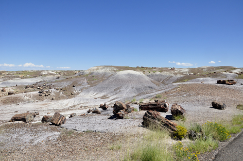 Colorful petrified wood remains scattered at Crystal Forest